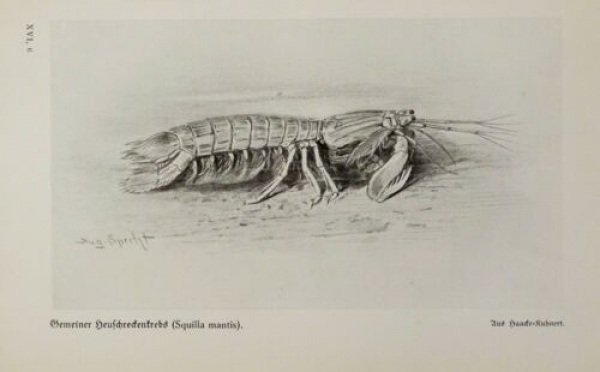 1926 - Gemeiner Heuschreckenkrebs (Squilla mantis)  - alter Druck